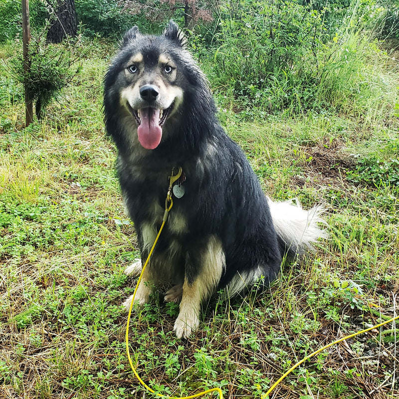 Load image into Gallery viewer, Premium Tie Out Cable for Large Dogs - 2.5-ft to 15-ft
